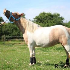 Anden særlig race I Coello's Scarlett Nyx