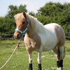 Anden særlig race I Coello's Scarlett Nyx