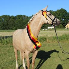 Palomino Bell Enigma