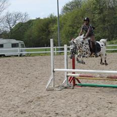 Knabstrupper Pletten (stip) <3 <3  (solgt)