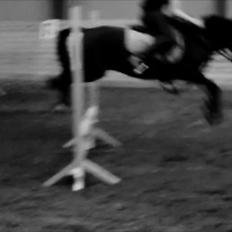 Dartmoor Bastian *Solgt*