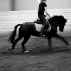 Dartmoor Bastian *Solgt*