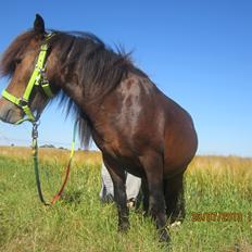 Anden særlig race Jolly Jumper