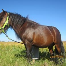 Anden særlig race Jolly Jumper