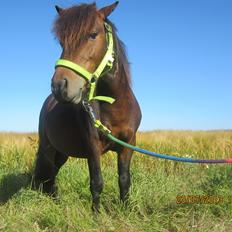 Anden særlig race Jolly Jumper