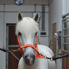 Connemara Asmindrupgårds Lorenzo<3 (passer)