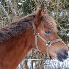 Welsh Pony (sec B) Hedebo's Cindi