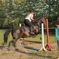 Anden særlig race Sir Arthur