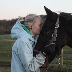 Anden særlig race Dark Stallion