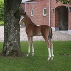 Anden særlig race Mr. Magic