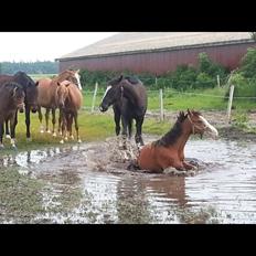 Anden særlig race Mr. Magic