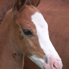 Anden særlig race Mr. Magic