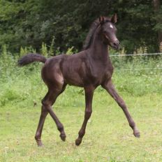 Arabisk fuldblod (OX) Chloé Cosh