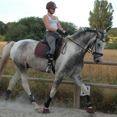 Knabstrupper Søgaardens Marlboro