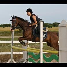 Hollandsk Sportspony Cairo