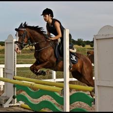 Hollandsk Sportspony Cairo