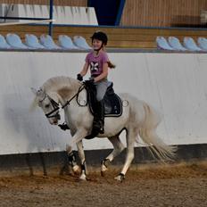 Anden særlig race Shadow