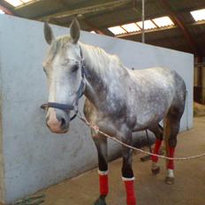 Dansk Varmblod |  Carola