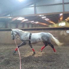 Dansk Varmblod |  Carola