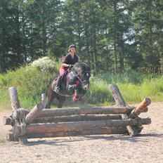 Welsh Cob (sec D) Thornvig Shadow