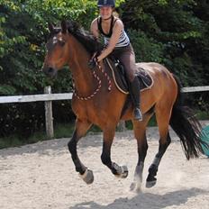 Dansk Varmblod - Dalvangs Cyclone <3