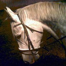 Dansk Varmblod |  Carola