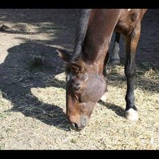 Anden særlig race Chopin (Mutters hest)