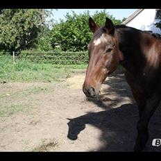 Anden særlig race Chopin (Mutters hest)