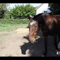 Anden særlig race Chopin (Mutters hest)