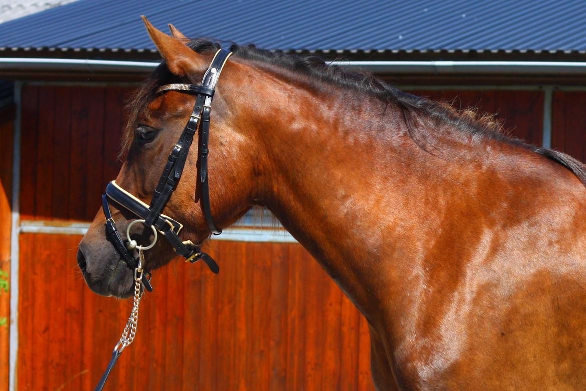 New Forest Calandias Bright Star billede 1