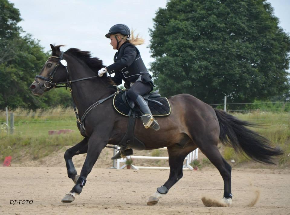 Welsh Partbred (Sec F) - Backersdal's Gaston - Så er der omspringning! :-D
Billede taget af: DJ-FOTO billede 4