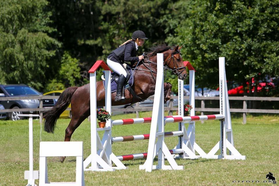 Anden særlig race Bambi billede 6