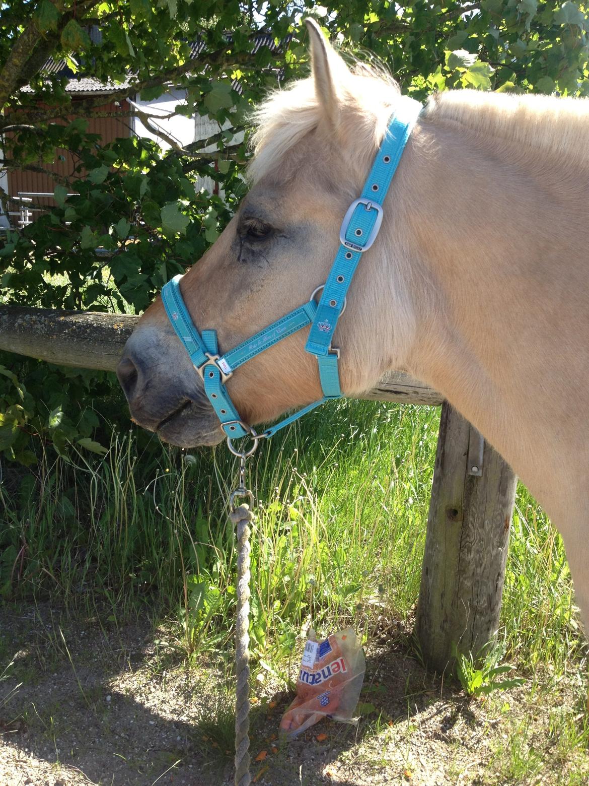 Fjordhest Ågerupgårds Amigo billede 20