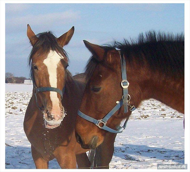 Appaloosa Rambo - Drengen som helt ung, såå sød! billede 5