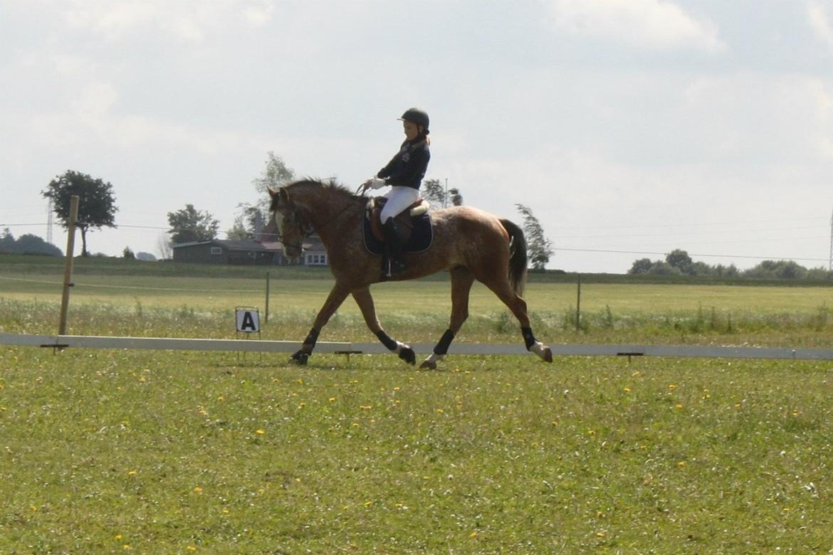 Appaloosa Rambo - Han er dejlig<3 billede 6