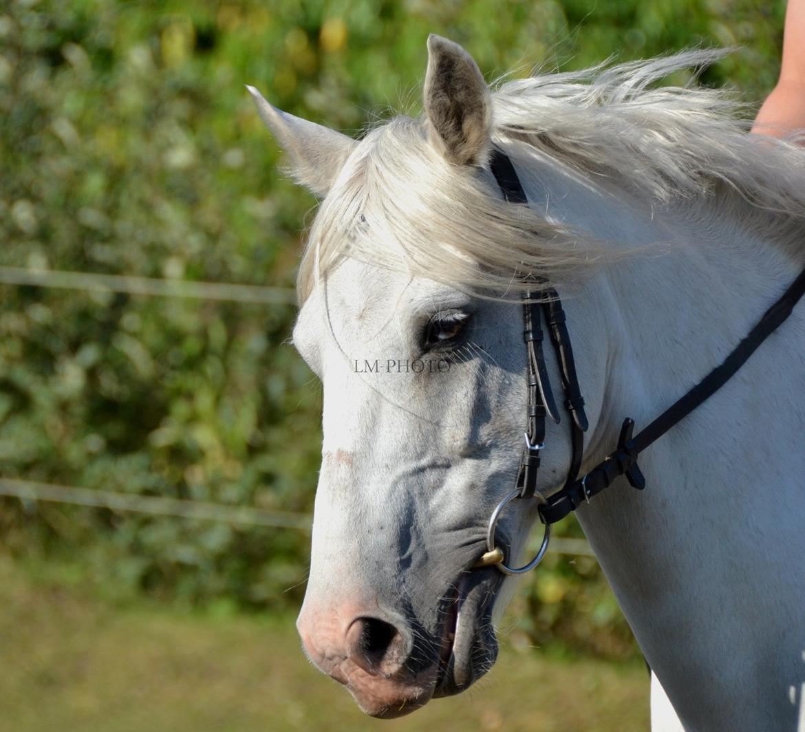 Anden særlig race Shadow - Velkommen til Shadow´s profil <3 Her leger vi indianer billede 1