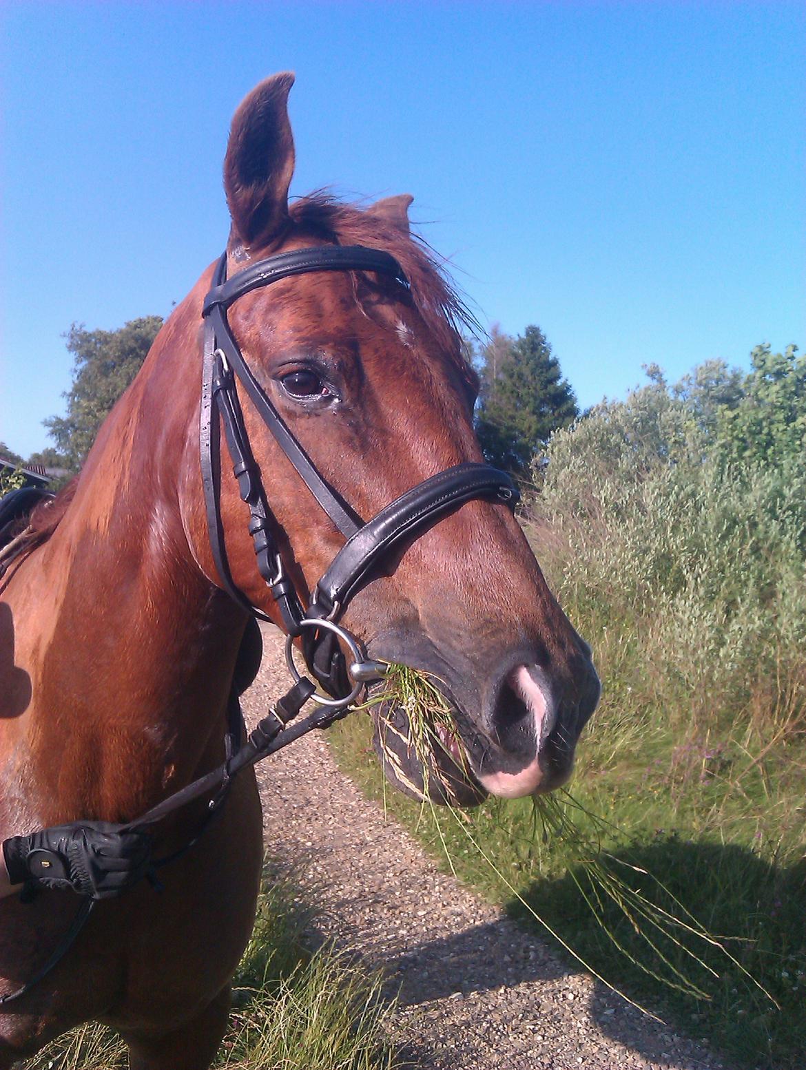 Anden særlig race Zoya - Man bliver - tilfældigvis - lidt våd af at være i vandet... ;-) billede 4