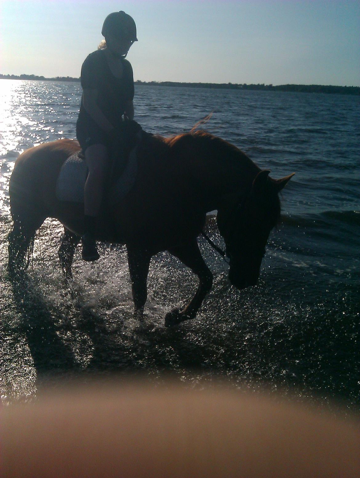 Anden særlig race Zoya - I søen for første gang. Det er lidt farligt det vand der... billede 2