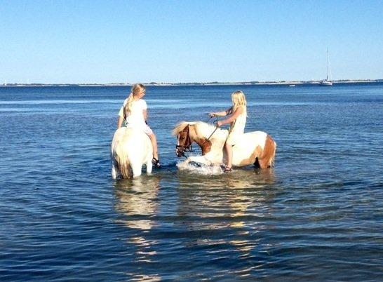 Pinto Thilde - Cille og Thilde samme med Ea og Stella i vandet for første gang. Juli 2013 ved Elsehoved strand billede 4