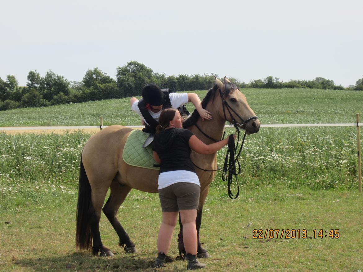 Anden særlig race Harbygaards Eddie Murphy - Puha hva sker der her?!o:
-Med rytter for første gang. billede 9