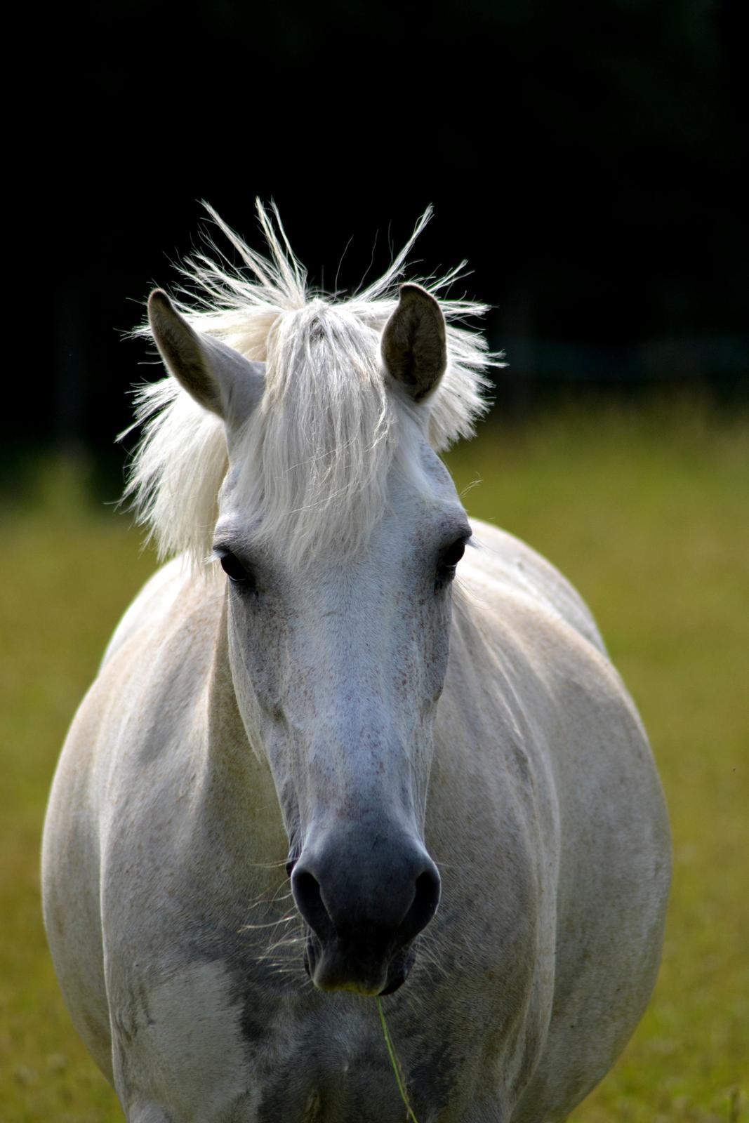 Anden særlig race Miss Dulle *Stjernepony* billede 27