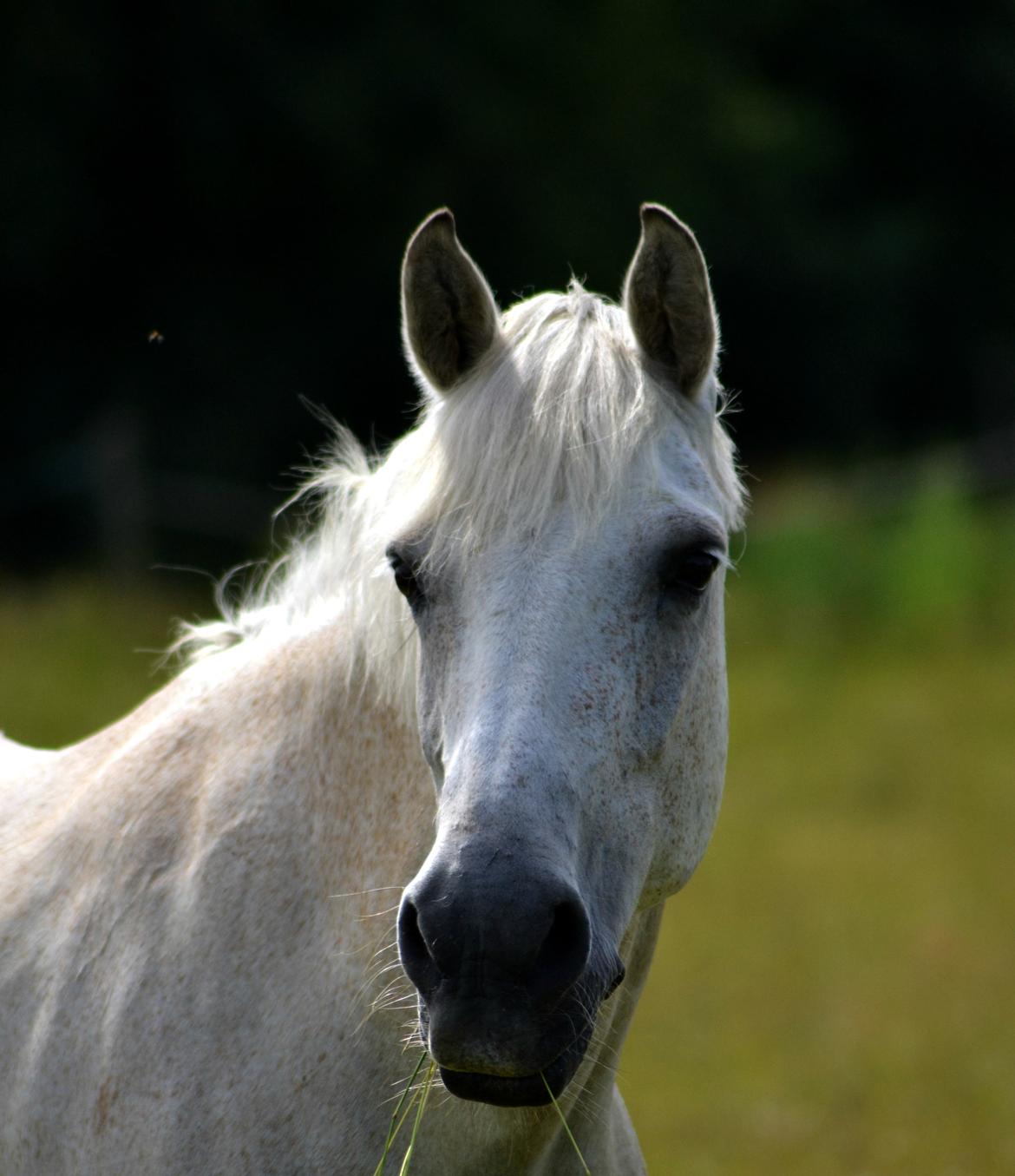 Anden særlig race Miss Dulle *Stjernepony* billede 28