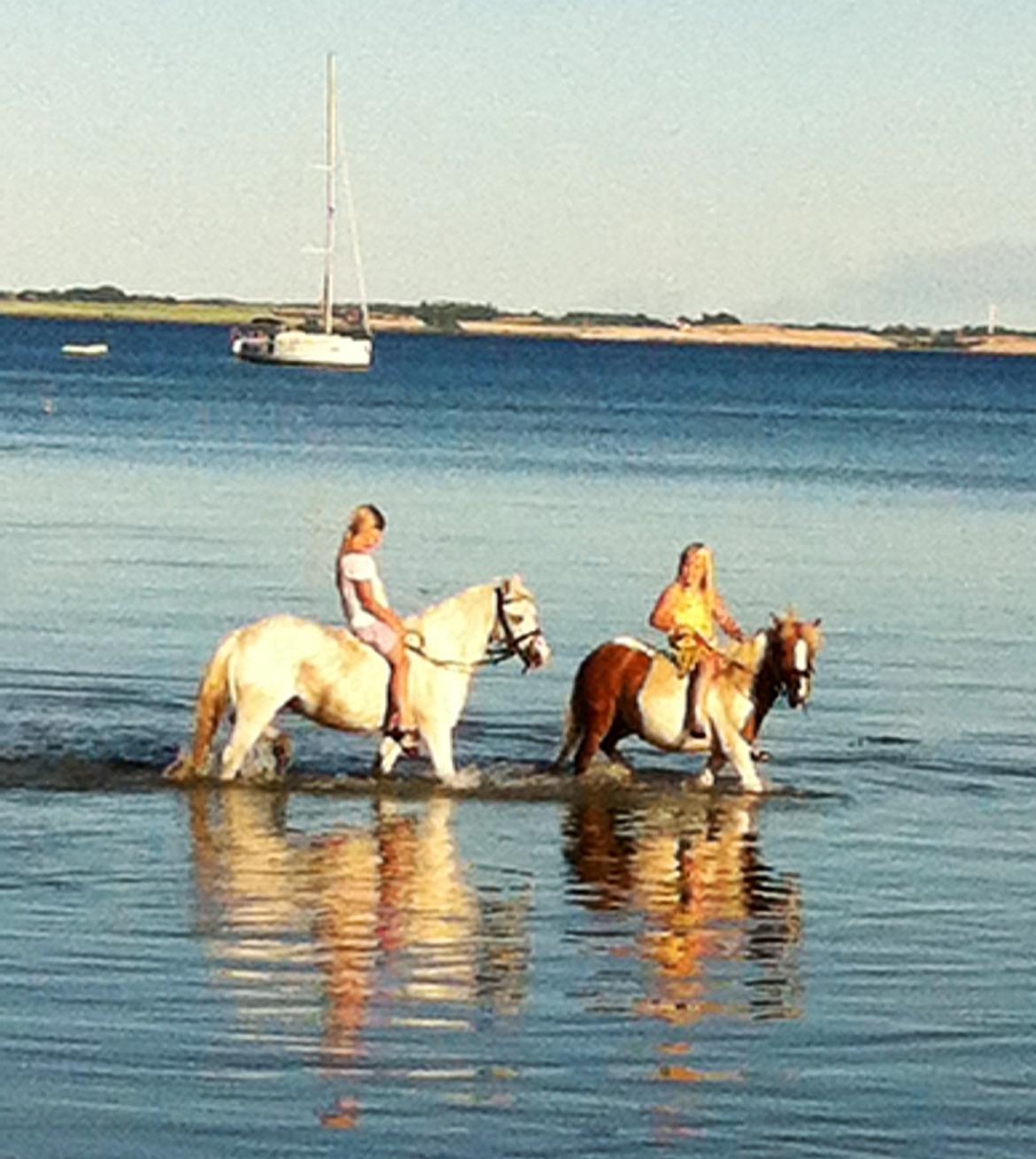 Anden særlig race Stella - Første gang ved vandet ved Elsehoved strand .
Juli 2013 billede 2