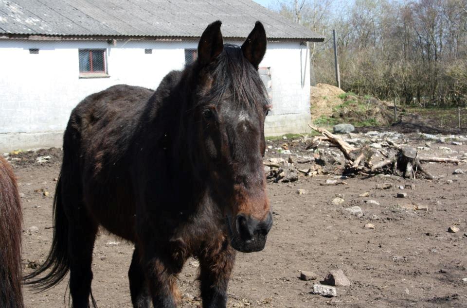 Traver Thor Holmager [R.I.P] - Taget af: Cecilie Cetti Hansen billede 27