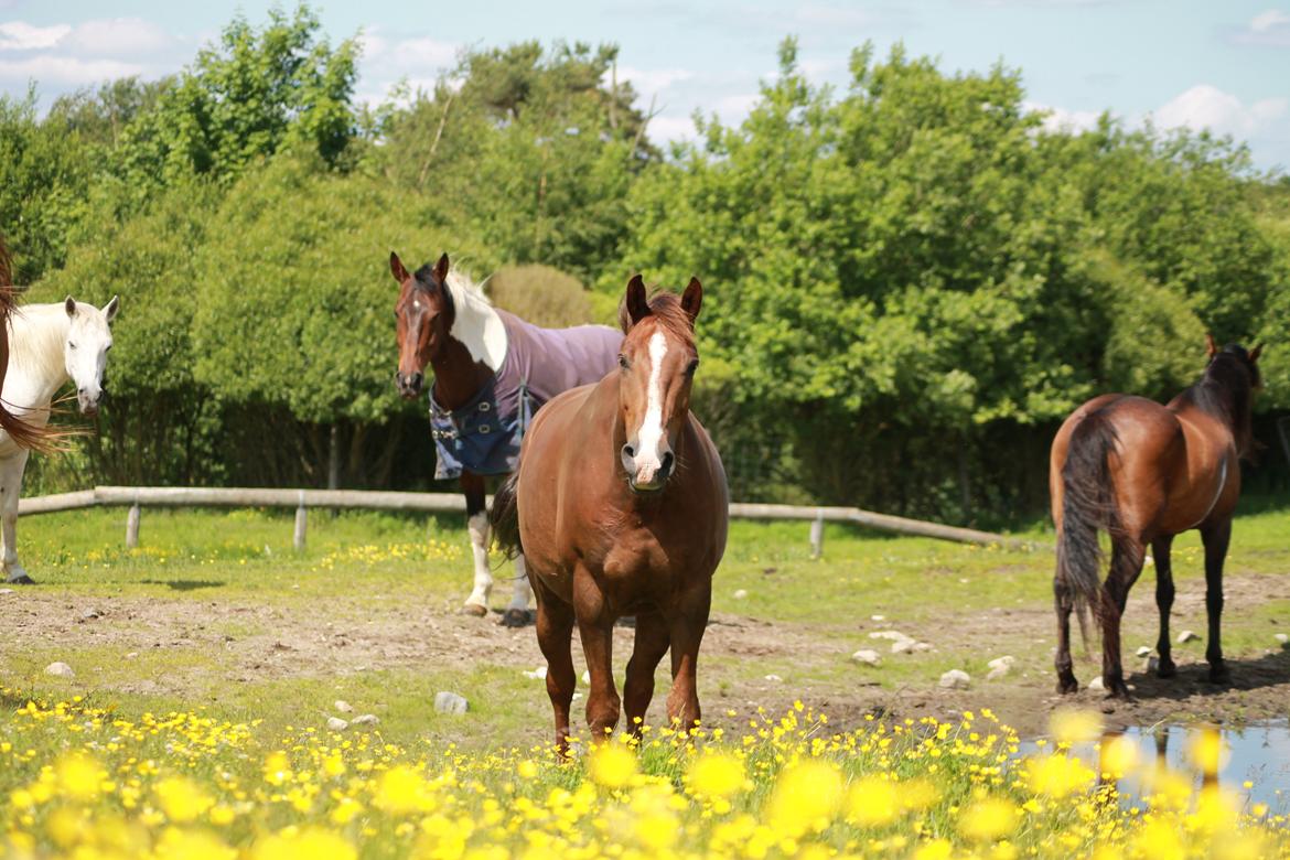 Anden særlig race Savage Fighter (Baby) billede 23