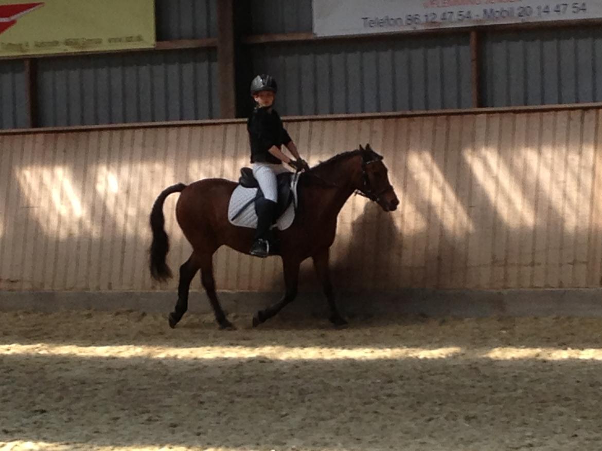 Anden særlig race Mini Max billede 14