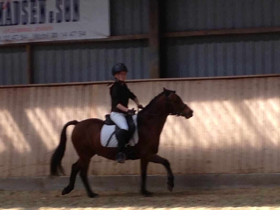 Anden særlig race Mini Max billede 15