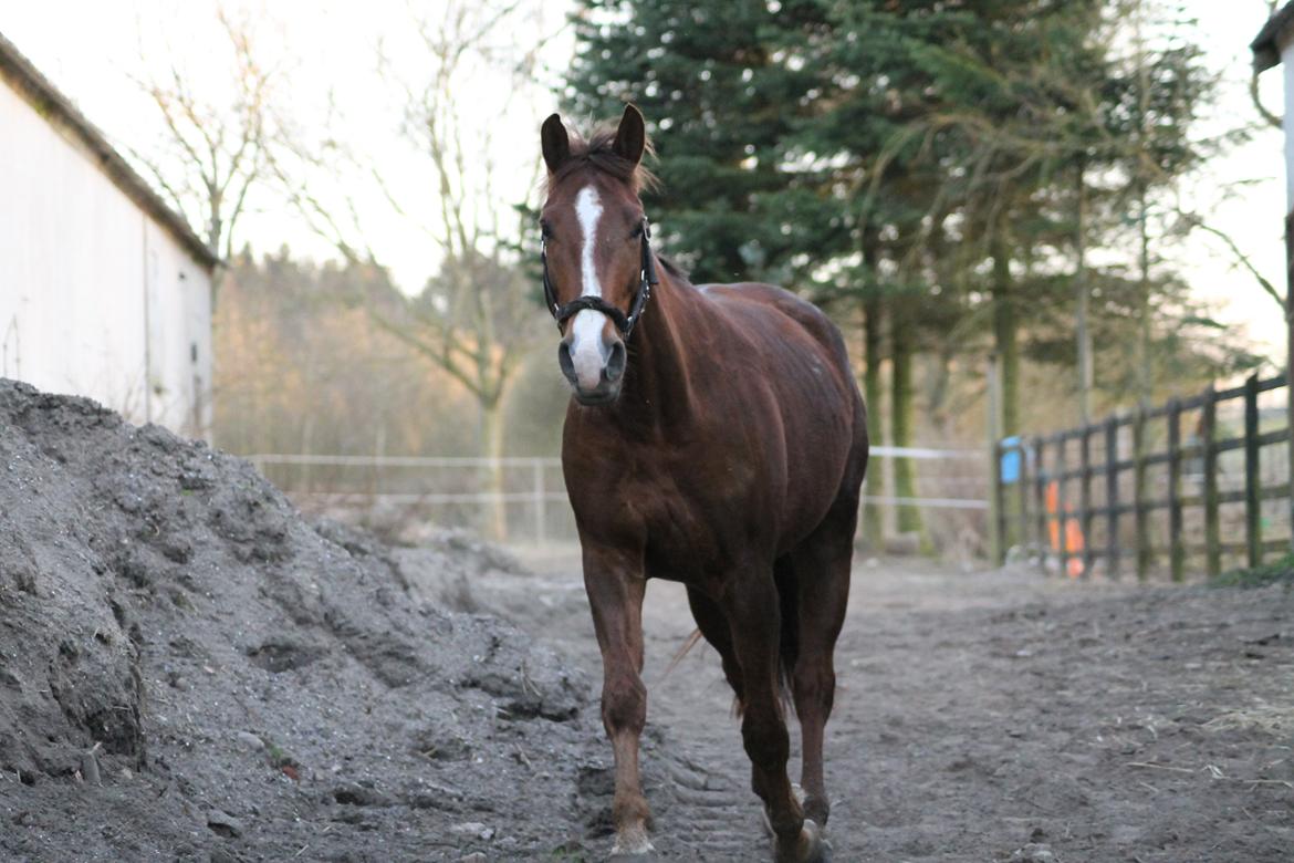 Anden særlig race Savage Fighter (Baby) billede 24