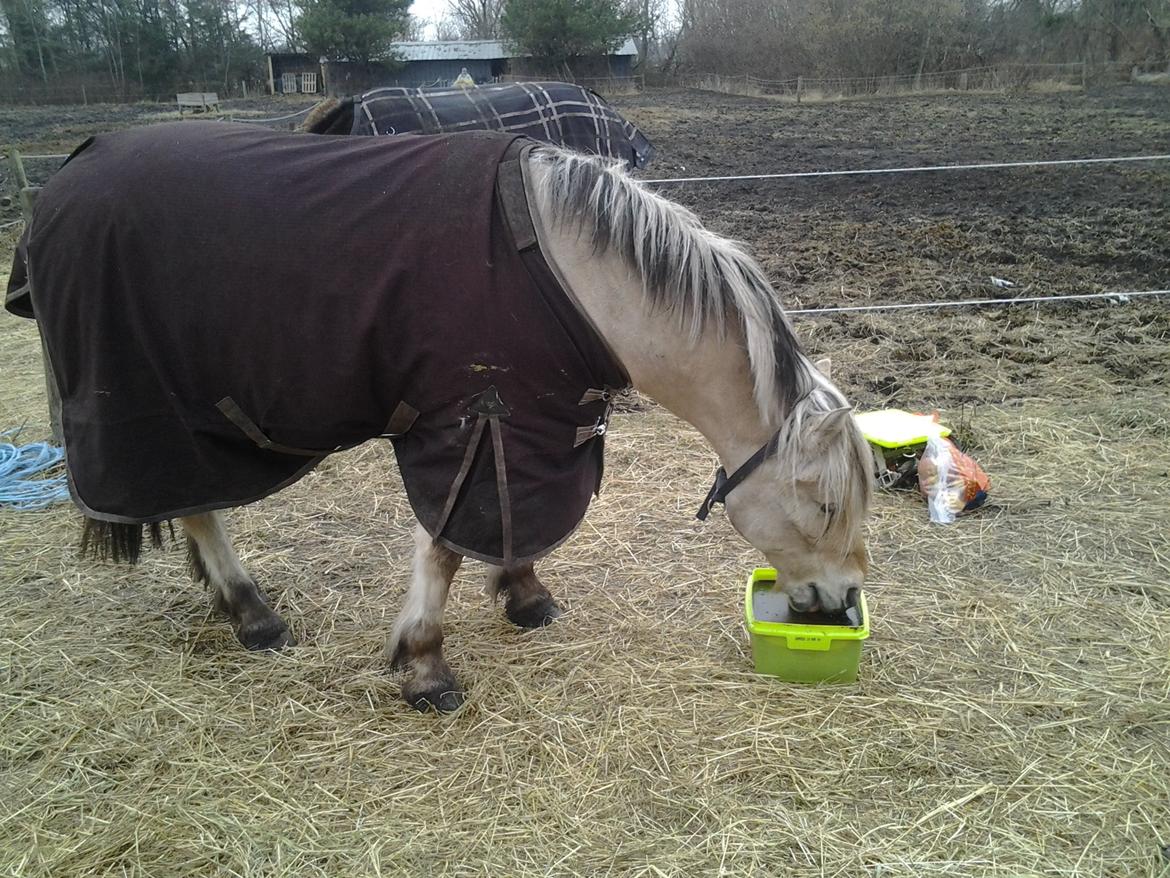 Fjordhest Luffe - 20 års førselsdag 
med hans gave 15 kg silk sten billede 19