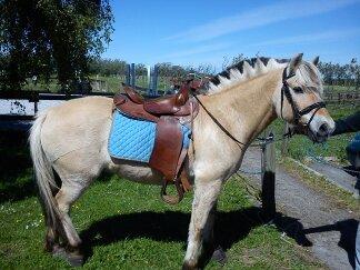 Fjordhest Luffe - luffe med lån sadel billede 20